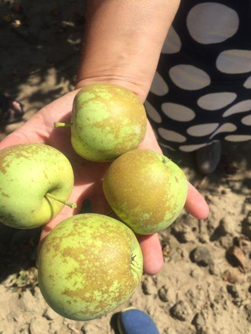 Яблоки кандиль крымский. Яблоки крымская модница. Яблоня крымская. Яблоня в крыму. Яблоня кандиль багряный.