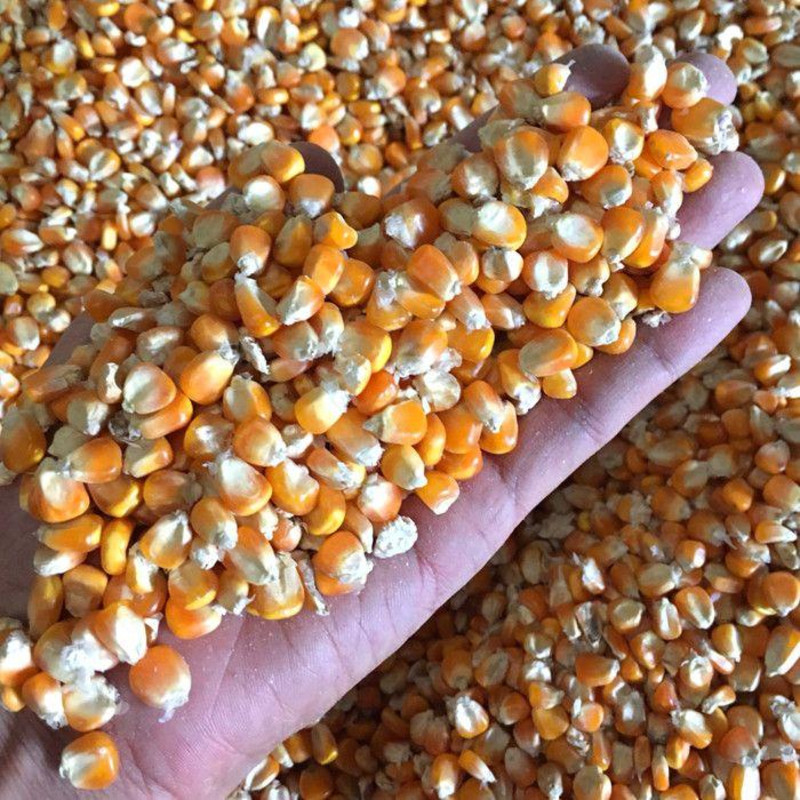 Купить Кукурузу На Авито Оптом