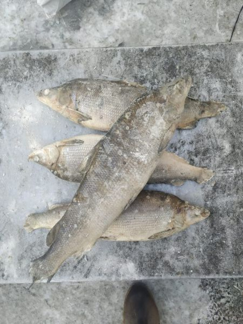 Рыба в йошкар оле. Как сделать торт рыба карп. Карась в аквариуме. Рыбный завод макушино. Рыбный рынок камчатка.