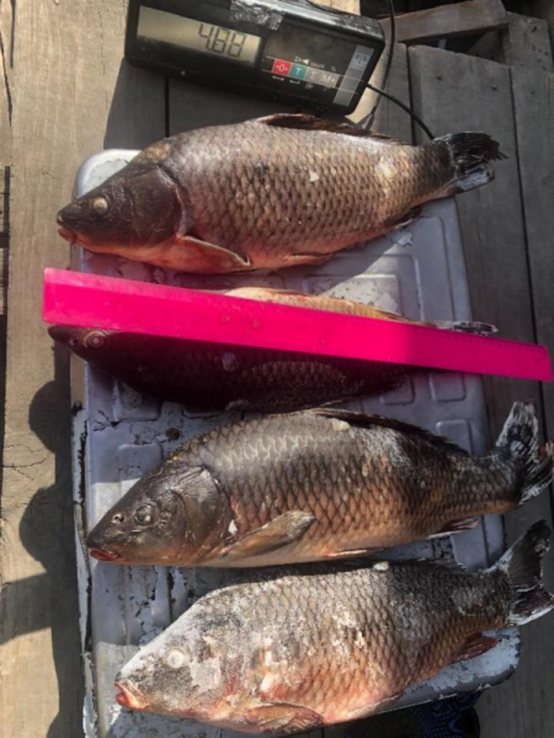 Карп 1. Сазан 9 кг. Астрахань рыба. Сазан 1 кг. Сазан замороженный.