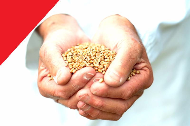 Яровая Пшеница 3 Класса ГОСТ От КФХ С Доставкой. - Купить У.